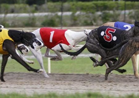 Собачі перегони як арена ставок на спорт: від історії до стратегії